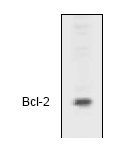 AP00016PU-N - Bcl-2