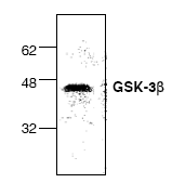 AP00214PU-N - GSK3 beta