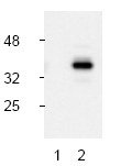 AP00052PU-N - Caspase-9