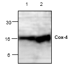 AP00293PU-N - COX IV isoform 1