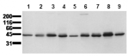 AM00025PU-N - Casein kinase I epsilon