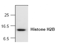 AP00282PU-N - Histone H2B
