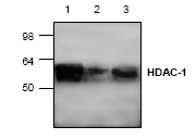 AP00270PU-N - HDAC1