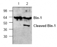 AP00318PU-N - BIN1 / AMPHL
