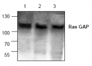 AP00093PU-N - RASA1 / RasGAP