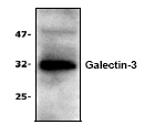 AP00262PU-N - Galectin-3
