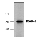 AP00252PU-N - IRAK4