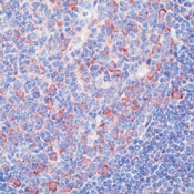 AM00209PU-N - DNAJA1 / HDJ2