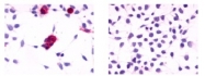 SP4084P - Cannabinoid receptor 1