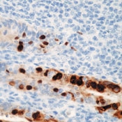AM00264PU-N - Adenovirus Type 2 E1A