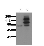 AM00016PU-N - Catenin beta-1
