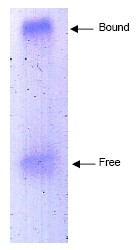 R1029P - Apolipoprotein A I / APO AI