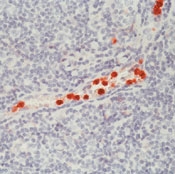 SM1090 - CD16
