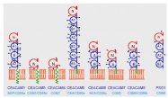 DM1204 - CD66e / CEACAM5