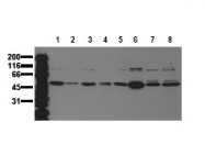 AM00080PU-N - MAPK10