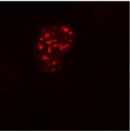SM3146P - DYKDDDDK Epitope Tag