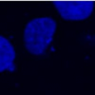 SM3146P - DYKDDDDK Epitope Tag