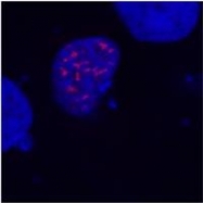 SM3146P - DYKDDDDK Epitope Tag
