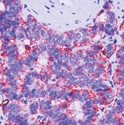 AM00355PU-N - Villin-1