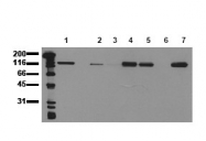 AM00010PU-N - CD324 / Cadherin-1