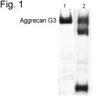 SP5417P - Aggrecan