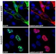 SP3005P - GFP