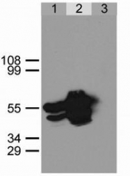 SP3005P - GFP