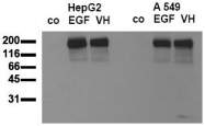 AM00031PU-N - EGFR / ERBB1
