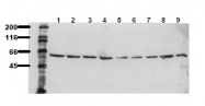 AM00107PU-N - AKT1 / PKB