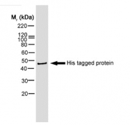 SM1693B - 6xHistidine Epitope Tag