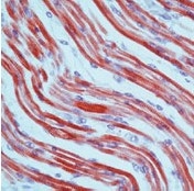 AM00511PU-N - Tropomyosin