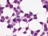 SP4541P - XPR1