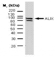 AM01318PU-N - ALIX / PDCD6IP