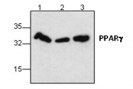 AP00649PU-N - PPAR-gamma