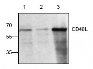 AP00059PU-N - CD154 / CD40L