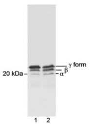 SP2057P - EIF4EBP1 / 4E-BP1