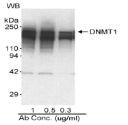 SP2063P - DNMT1