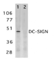 SP1337P - CD209 / DC-SIGN