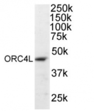SP1346P - ORC4