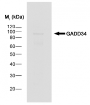 SP1389P - GADD34 / PPP1R15A