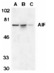 SP1292P - AIFM1 / AIF