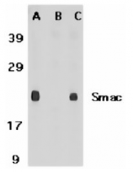 SP1309 - DIABLO / SMAC
