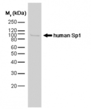 SP1154P - SP1 / TSFP1