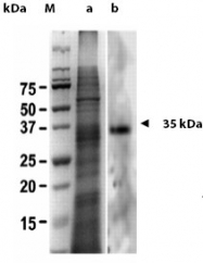 AP02095SU-S - Galectin-2