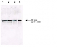 R1483P - RAD9A