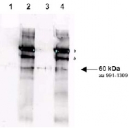 R1481P - RAD9A