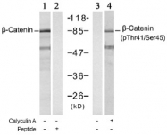 AP02636PU-S - Catenin beta-1