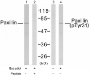 AP02469PU-S - Paxillin / PXN