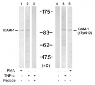 AP02637PU-S - CD54 / ICAM1