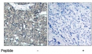 AP02638PU-S - Paxillin / PXN